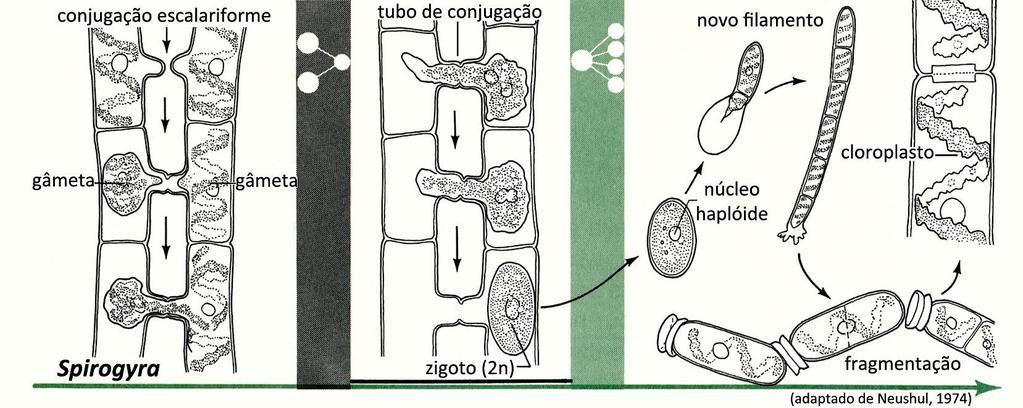 Biologia (Botânica)