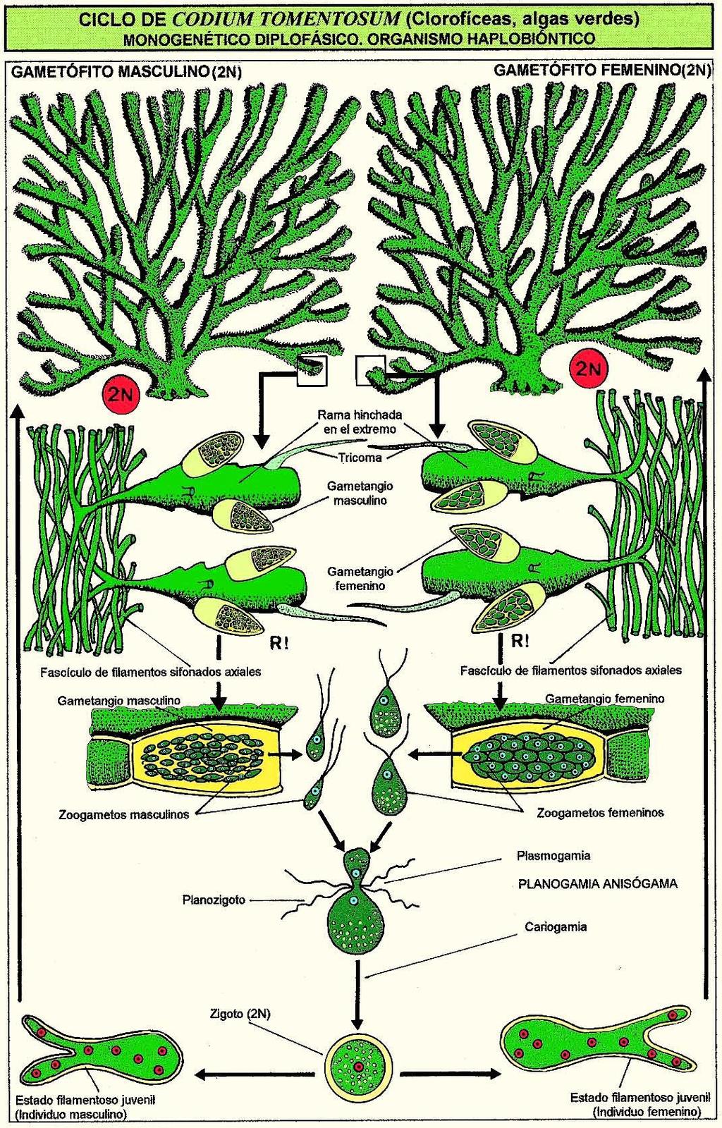 Biologia