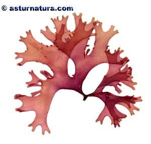 Carragenatos - Este polissacárido existe, de igual modo, nas paredes celulares de várias algas vermelhas, estando, no entanto, presente em quantidades comercialmente rentáveis na espécie Chondrus