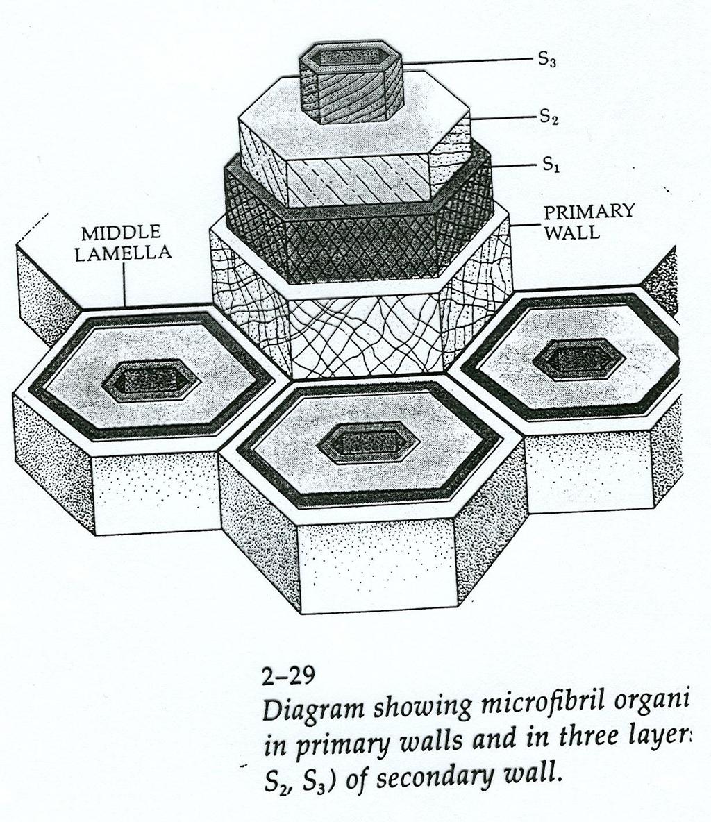 Biologia (Botânica)