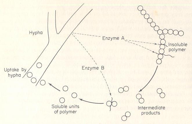 exoenzimas