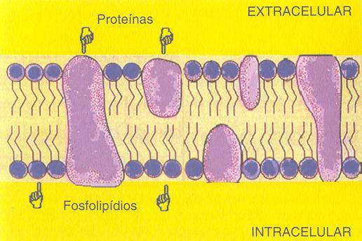 MEMBRANA