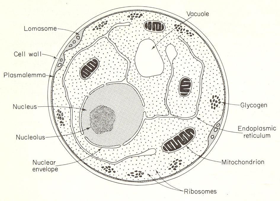 CITOPLASMA LOMASSOMA RETÍCULO ENDOPLASMÁTICO COMPLEXO DE GOLGI