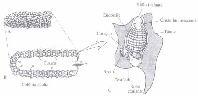 10 capítulo 1 Fig. 1.5 Estrutura de um pirossomo. (a) Colônia adulta de Pyrosoma atlanticum. (b) Corte longitudinal de a. (c) Detalhe das estruturas de um zoóide. Adaptado de Ruppert et al., 2005.