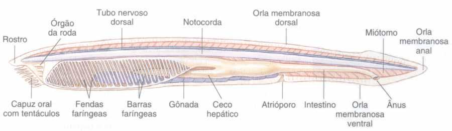 11 liáceos são marinhos, pelágicos, com corpo gelatinoso e transparente, solitários ou coloniais, que se locomovem por jato-propulsão.