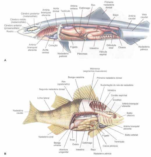 25 capítulo 2 Fig. 2.6 Anatomia interna de (a) Chondrichthyes e (b) peixes ósseos, podendo ser observado o aparelho digestório. Fonte: Hickman et al., 2004.