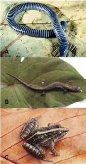 32 capítulo 3 nas, em algumas ilhas da Nova Zelândia; e, a ordem Crocodylia, na qual estão inseridos os crocodilos, os jacarés e os gaviais.