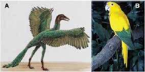 51 ser completa ou parcial, sendo que o número de plumagens que uma ave apresenta, antes de se tornar adulta, varia entre as espécies.