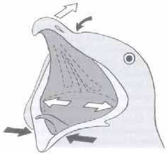 52 capítulo 4 O crânio encontra-se articulado com a coluna vertebral por meio de um côndilo occiptal, e nas aves, ocorre a cinese craniana, que permite a flexão das maxilas superior e inferior (Fig.