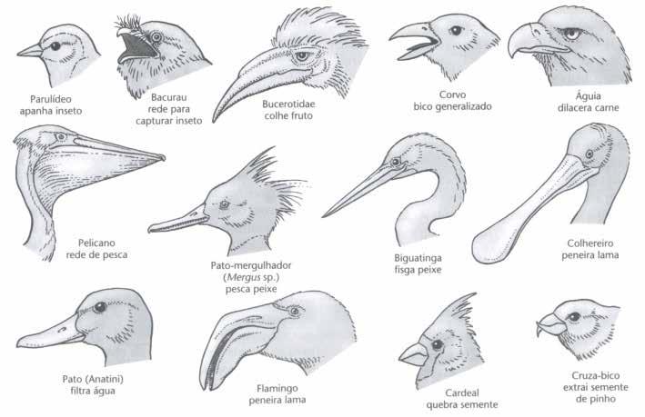 Com exceção do avestruz, as aves não possuem bexiga urinária. As aves, assim como os répteis, excretam seus compostos nitrogenados sob a forma de ácido úrico.