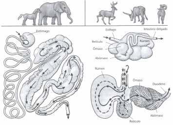 61 capítulo 4 Fig. 4.17 Sistema digestório de mamíferos não-ruminantes (esquerda) e ruminantes (direita). Fonte: Pough et al., 2003.