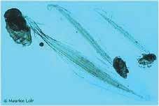 É constituído de três subfilos: Cephalochordata, Tunicata e Vertebrata. Fig. 1.2 Representante da classe Thaliacea, Salpa maxima. Fonte: http://www.starfish.ch/photos/tunicates-aszidien/ Salpa-maxima.