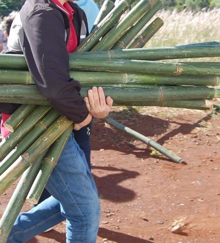 Corte das peças de bambu que serão usadas na geodésica. Os colmos colhidos devem estar maduros, ou seja, devem ter três ou mais anos de idade.