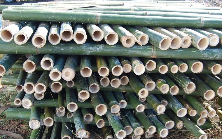 O ideal é trabalhar com colmos de bambu secos que são mais leves, no entanto os colmos verdes são mais flexíveis.