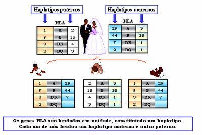 Transplante Haploidêntico Diante da dificuldades de