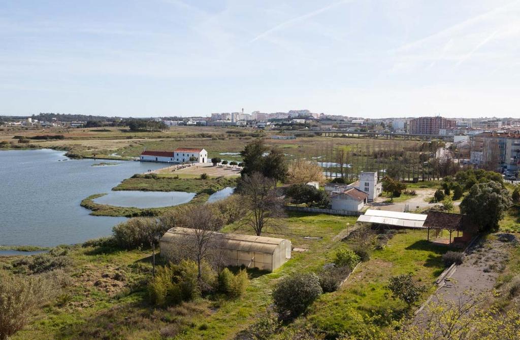 OLARIA ROMANA DA QUINTA DO ROUXINOL