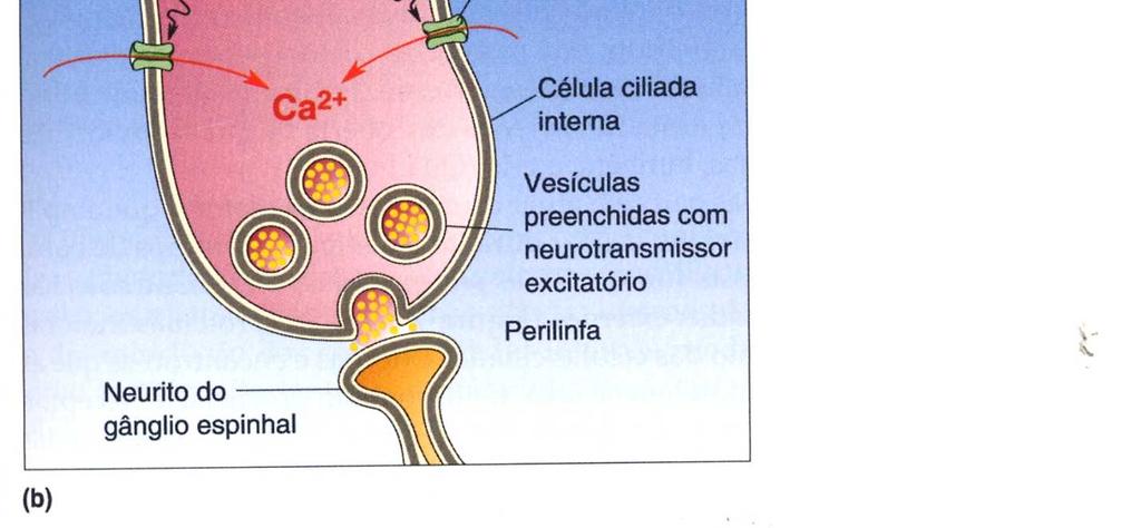 O fato interessante é que a abertura dos canais de K+ produz1 uma despolarização na célula ciliada, enquanto que a abertura dos canais de K + hiperpolariza a maioria dos neurônios.