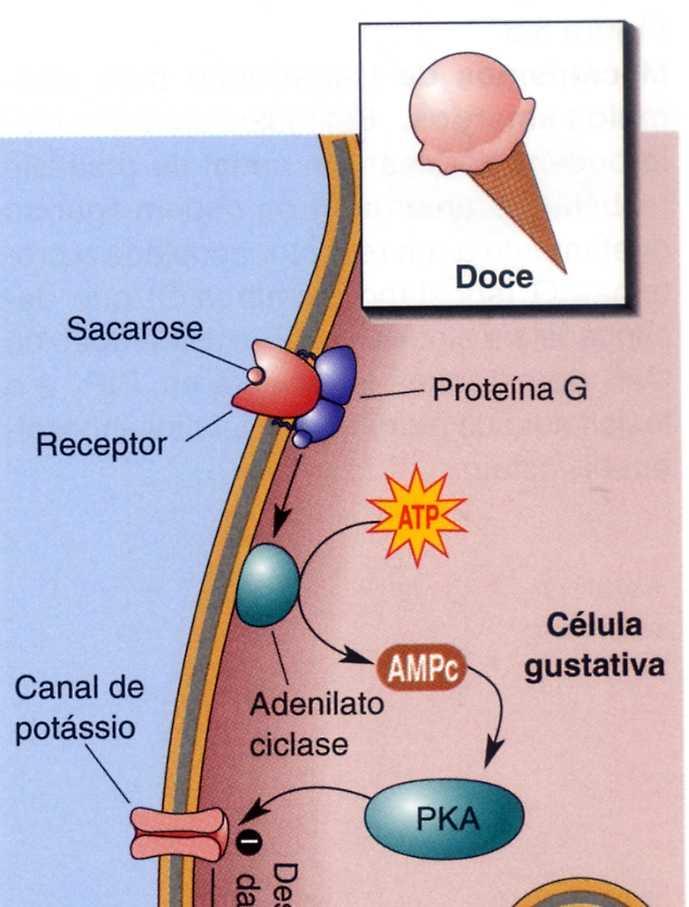 O Sabor Doce Há muitos estímulos doces e vários mecanismos são sensíveis a eles.