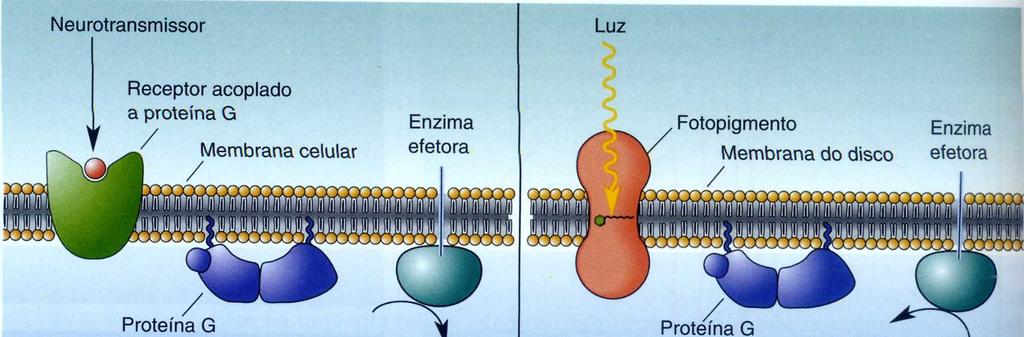 Fototransdução Os fotorreceptores convertem, ou transduzem, energia luminosa em alterações do potencial de membrana.