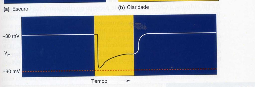 Nos bastonetes, esse pigmento é denominado rodopsina (também conhecido como púrpura visual pela sua cor característica), podendo ser imaginado como uma proteína receptora que possui um agonista