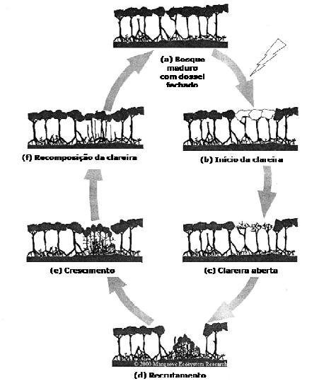15 Figura 2: Modelo esquemático proposto por (Duke 2001) mostrando as seis fases observadas na recomposição de clareiras no dossel de bosques de mangue.