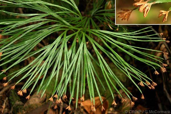 Em Schizaeales, a fronde não é diferenciada e os esporângios ficam no ápice. Exemplo de Hymenophyllum. Note os soros no ápice das nervações, protegidos por indúsios bivalves.