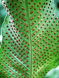 (Doryopteris), em soros