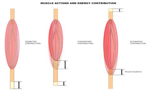 muscular Impulso motor