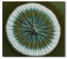 filamentosas: colónias algodonosas, pulverulentas ou aveludadas formadas por elementos multicelulares em forma de tubos