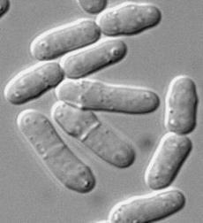 Schizosaccharomyces Ascomicetas de forma alongada que se dividem por fissão. Produzem micélio.