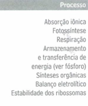 19 FUNÇÕES NA PLANTA: Estrutural: Clorofila, PC, fitato; Ativação enzimática: Nutriente que mais ativa enzimas; Síntese proteica; Cátion x ânion; Formar complexos