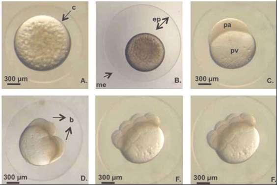 Figura 11: Fotografias feitas com o uso de microscópio estereoscópio de clivagem de célula-ovo de Pimelodus grosskopfii. (a) Ovócito recém fertilizado. (b) Ovócito hidratado.