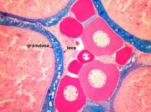 zona radiata (córion); 2. células granulosa (células foliculares); 3.