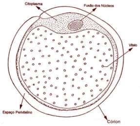 Figura 17: Desenho esquemático de uma célula-ovo de teleósteo após a fecundação.