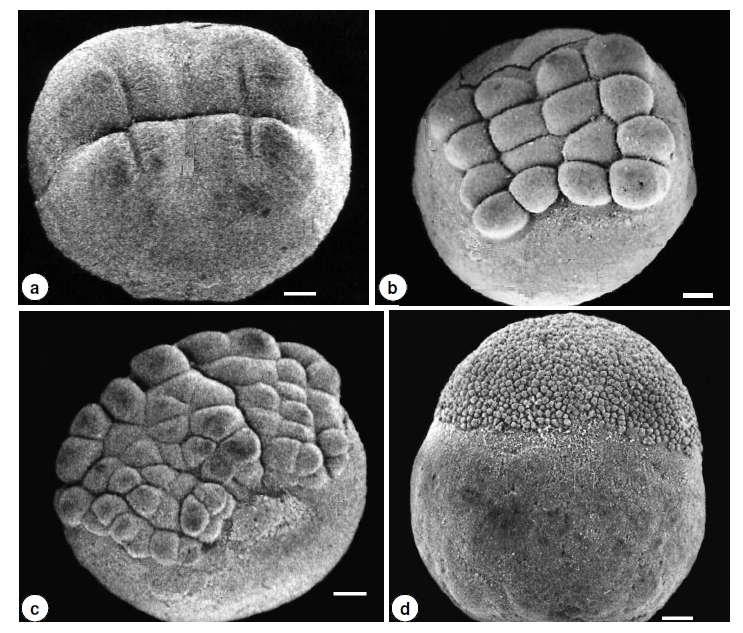 Figura 21: Eletromicrografias de varredura da célula-ovo (a-d), do teleósteo Zungaro jahu.