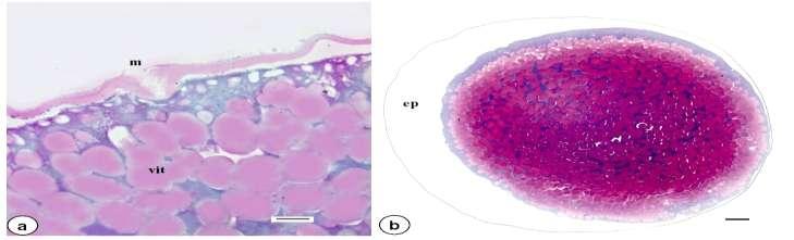 Figura 22: Fotomicrografias de ovócito (a) e célula-ovo (d f) do teleósteo