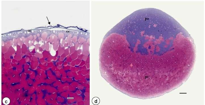 a: Detalhe da micrópila; b: Ovócito durante a fertilização; c: visualiza-se
