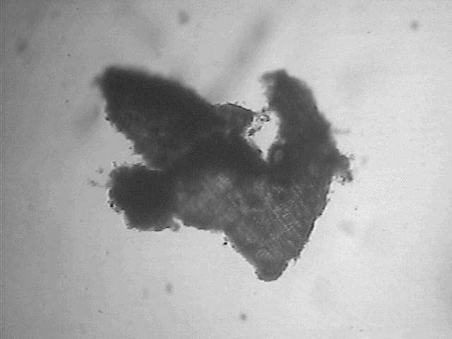 Microrganismos aderidos Substrato Figura 21 Microscopia óptica de um exemplar de floco microbiano formado durante os experimentos (aumento de 10x).