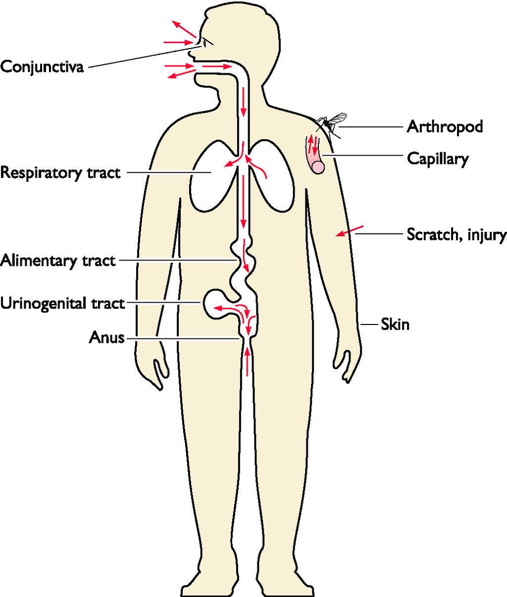 Disseminação Viral - Entrada Portas de Entrada = Mucosa do sistema respiratório, digestório, urinário, conjuntiva/córnea Pele Sangue: