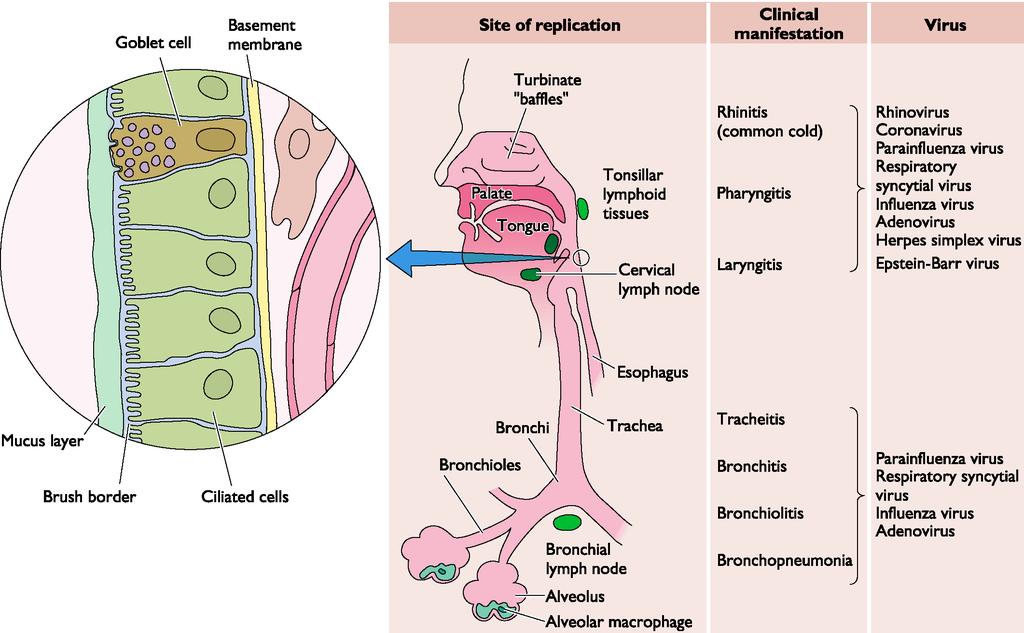 Goblet cells - liberação de muco - este pode ser digerido pela neuraminidase do vírus Influenza.