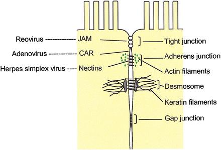 Disseminação Viral - Entrada Células epiteliais e receptores virais Muitos receptores virais são moléculas de adesão: ICAM - 1 para