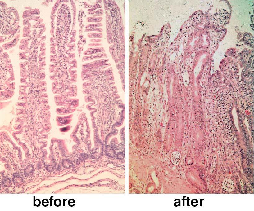 Entrada via trato alimentar Virus que penetram e se multiplicam no trato alimentar precisam ser resistentes a variações de ph, ação de enzimas digestivas e a condições ambientais extremas.