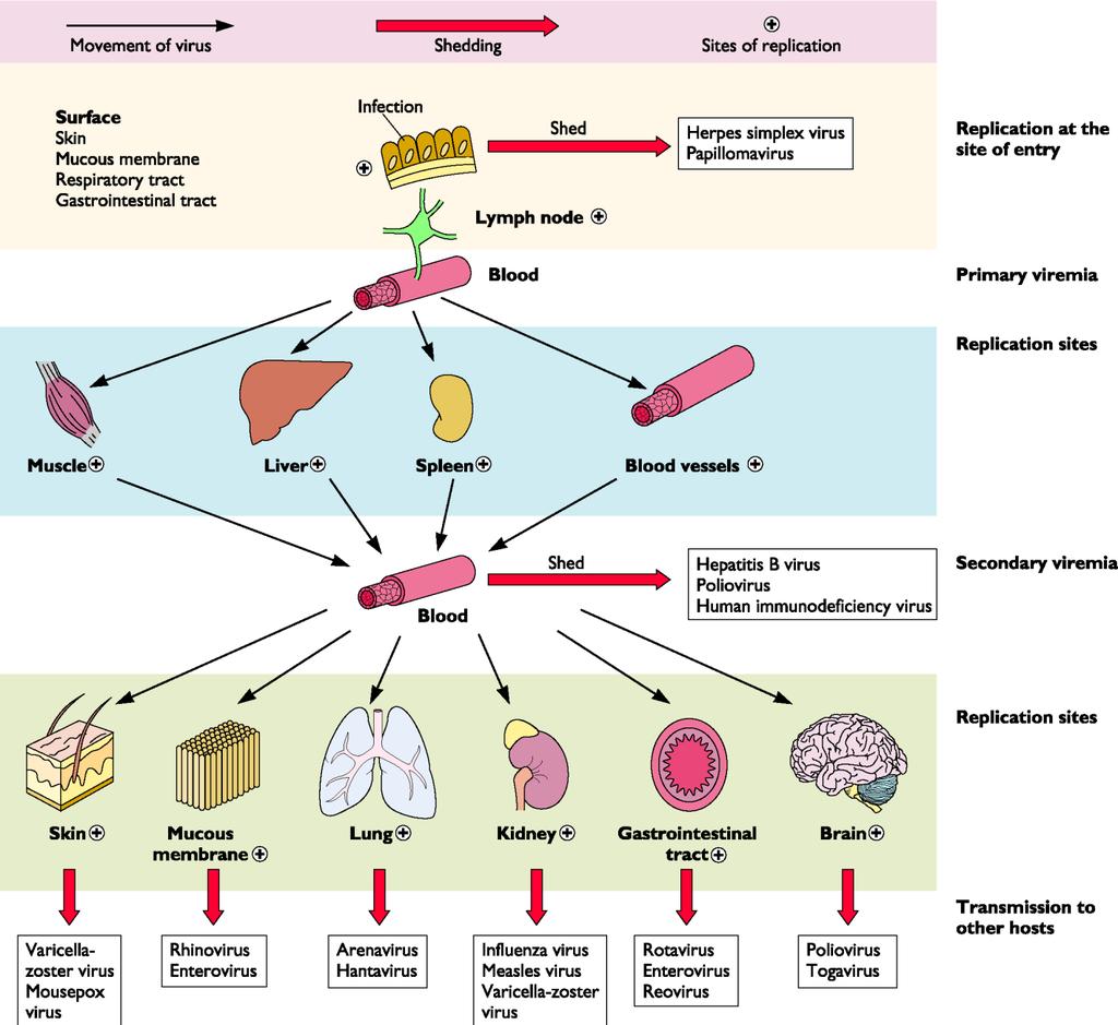 A infecção pode ser localizada ou sistêmica. Disseminação viral Sítio primário de replicação - junto à porta de entrada Passagem para o sistema linfático, amplificação.