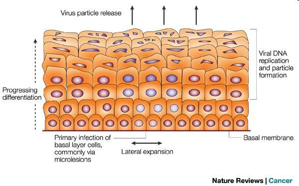 PADRÕES DE INFECÇÃO VIRAL INFECÇÃO PERSISTENTE