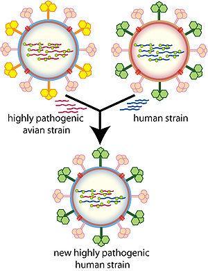 VIRULÊNCIA Antigenic shift.