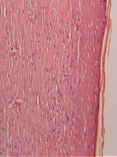 parafina histológica. Das amostras de pele foram confeccionadas secções transversais de 5 μm de espessura com o auxílio de micrótomo rotativo.
