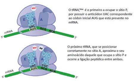 proteínas.