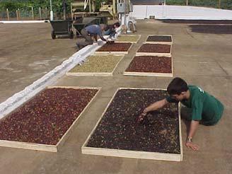 etapas no risco senvolvimento fungos e contaminação por durante o processamento pós-colheita do café.