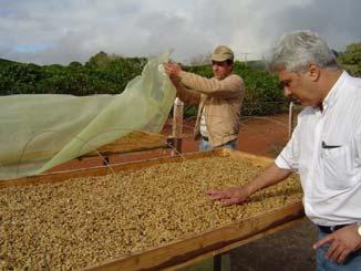 Os cafés foram colhidos por rriça manual, sobre o pano e preparados por via seca e por via úmida.