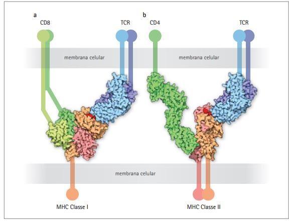 47 FIGURA 6. Complexo de Histocompatibilidade Humano ancorada na membrana celular. a. Representação de MHC de classe I que se liga a receptor de célula T CD8 + (TCR); b.